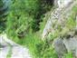 jašterica múrová (23.7.2013)